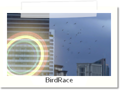 birdrace