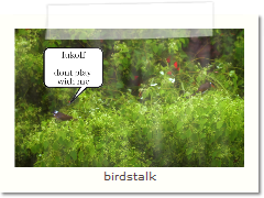 birdstalk