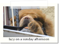 lazy on a sunday afternoon